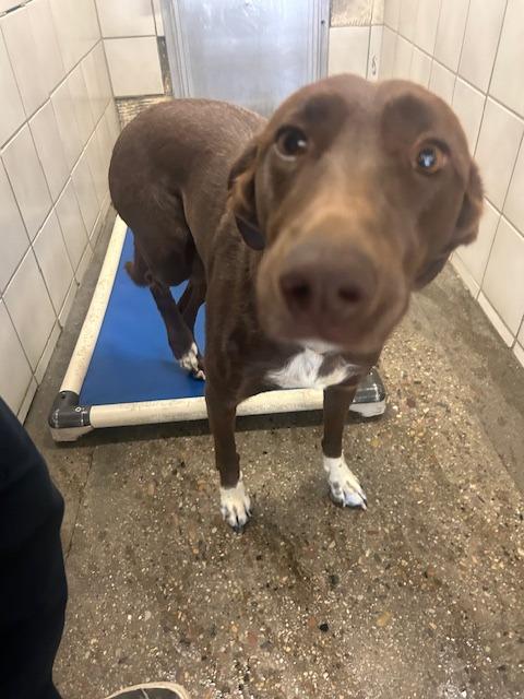 Enlarge Nova, a Adoptable mixed breed in Rock Springs, WY image 2/3