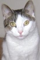 Enlarge Gianna, a Adoptable Domestic Short Hair in Flushing, NY image 1/1