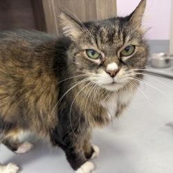 Enlarge Jubi, a Adoptable Domestic Medium Hair in Boston, MA image 1/3