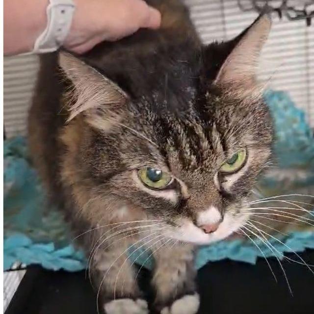 Enlarge Jubi, a Adoptable Domestic Medium Hair in Boston, MA image 2/3