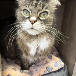 Enlarge Jubi, a Adoptable Domestic Medium Hair in Boston, MA image 3/3