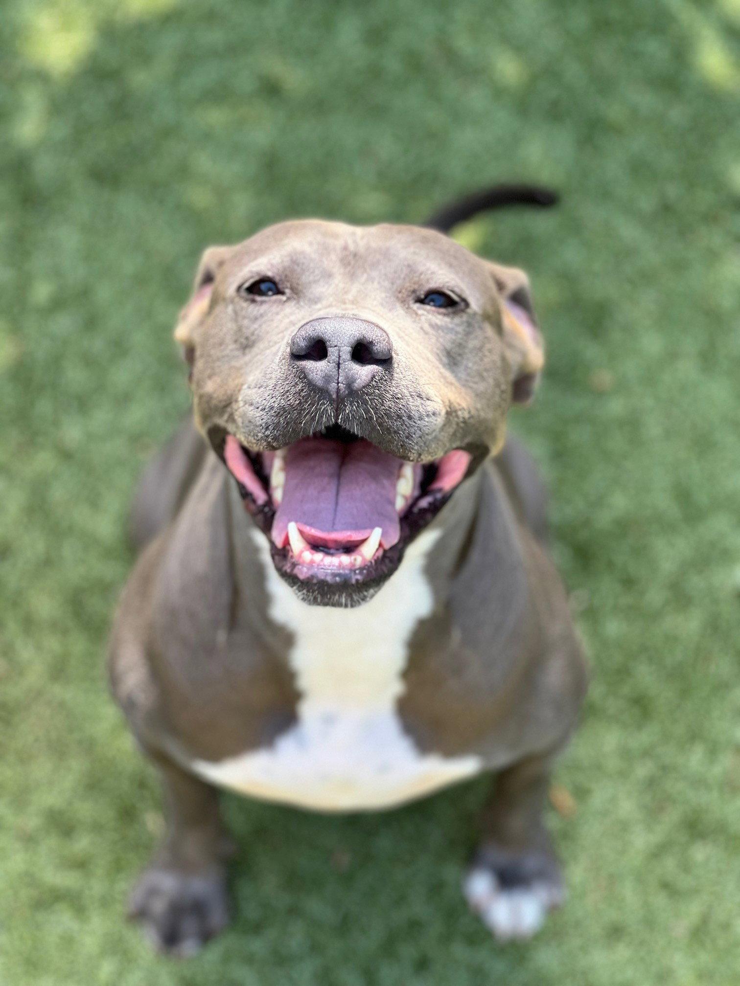 Sabrina, Adoptable, Adult Female Terrier.