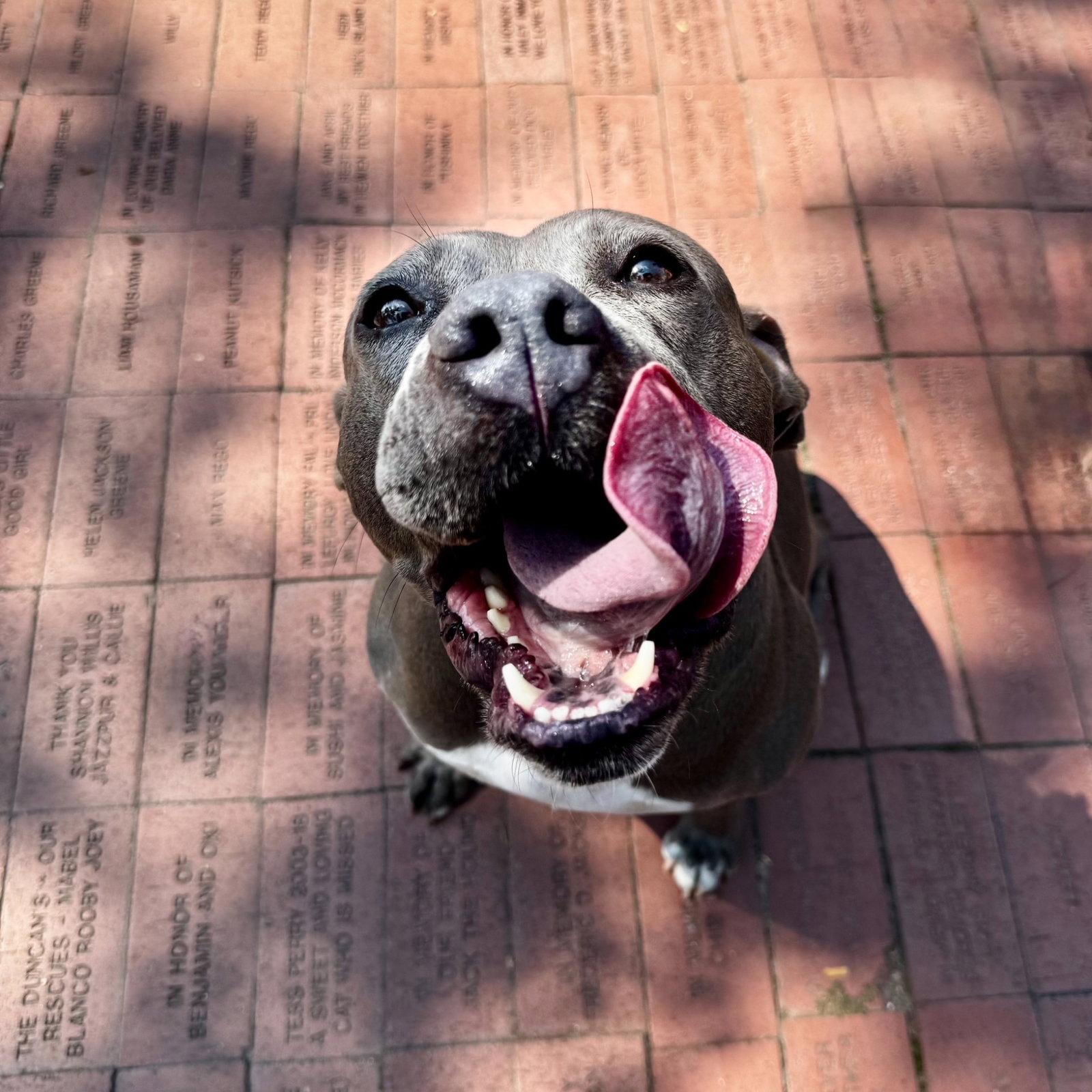 Sabrina, a Adoptable Terrier in Hilton Head Island, SC image 2/3