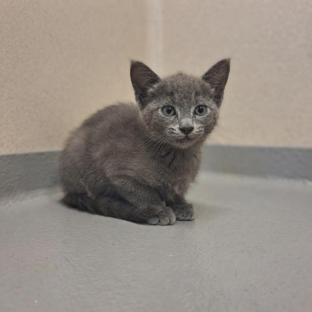 Enlarge Tallulah, a Adoptable mixed breed in Gautier, MS image 1/1