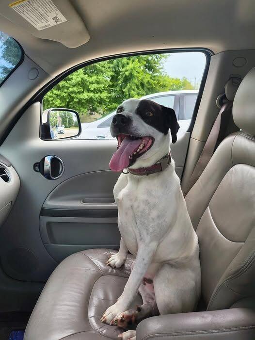 Petey, a Adoptable mixed breed in Georgetown, OH image 1/3