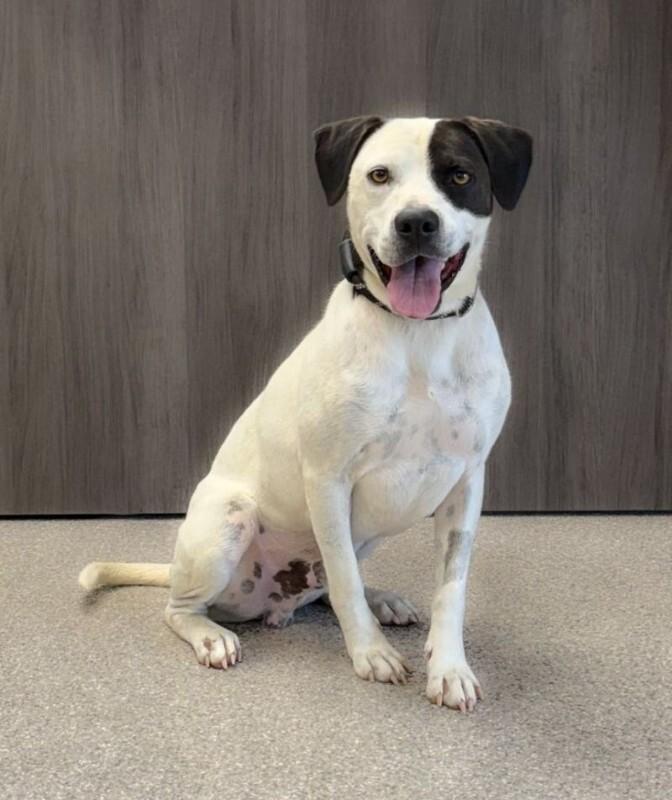 Petey, a Adoptable mixed breed in Georgetown, OH image 2/3