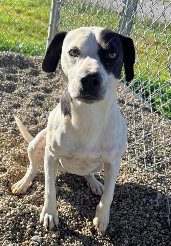 Petey, a Adoptable mixed breed in Georgetown, OH image 3/3