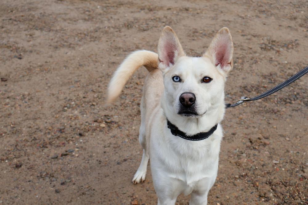 Enlarge Jarvis, a Adoptable mixed breed in Franklin, PA image 1/6