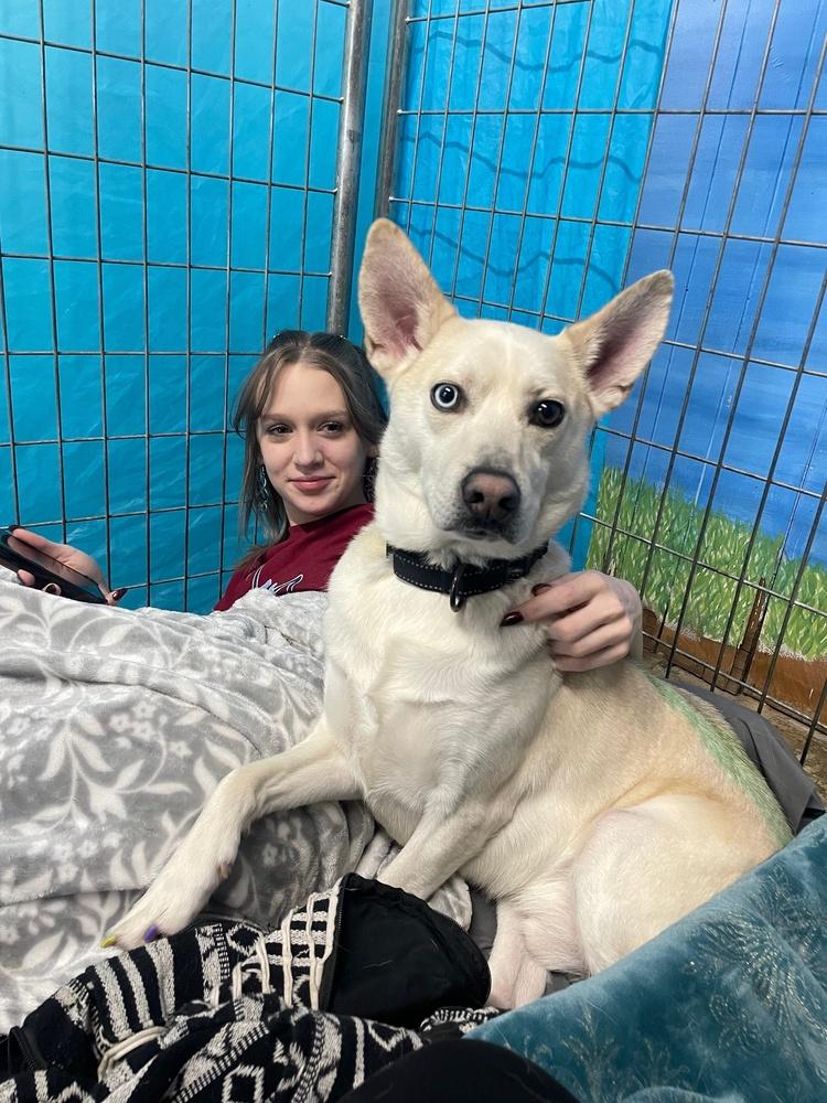 Enlarge Jarvis, a Adoptable mixed breed in Franklin, PA image 2/6