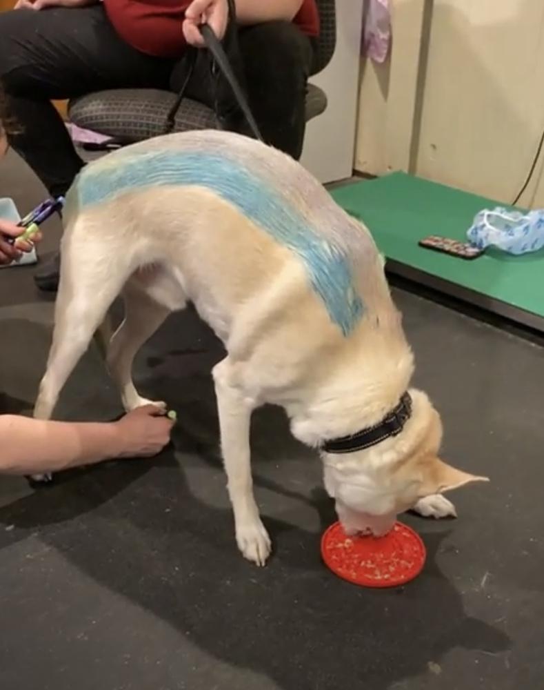 Enlarge Jarvis, a Adoptable mixed breed in Franklin, PA image 3/6