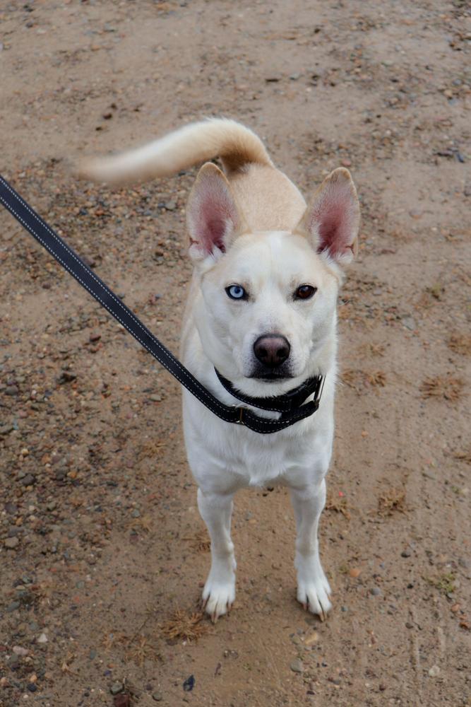 Enlarge Jarvis, a Adoptable mixed breed in Franklin, PA image 4/6