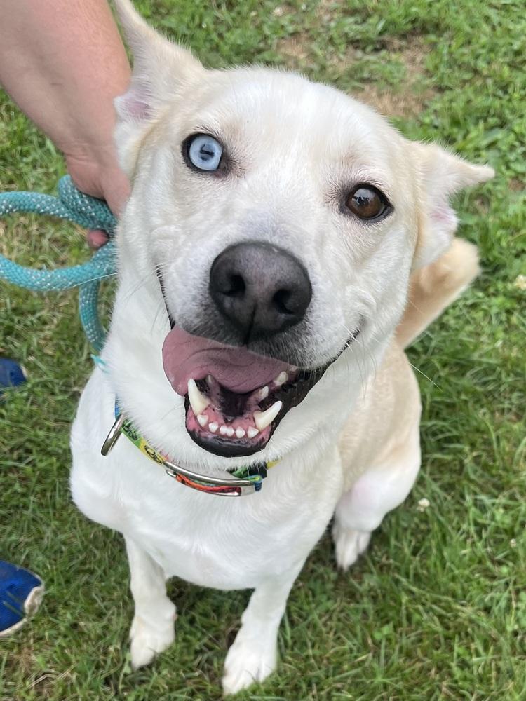 Enlarge Jarvis, a Adoptable mixed breed in Franklin, PA image 5/6