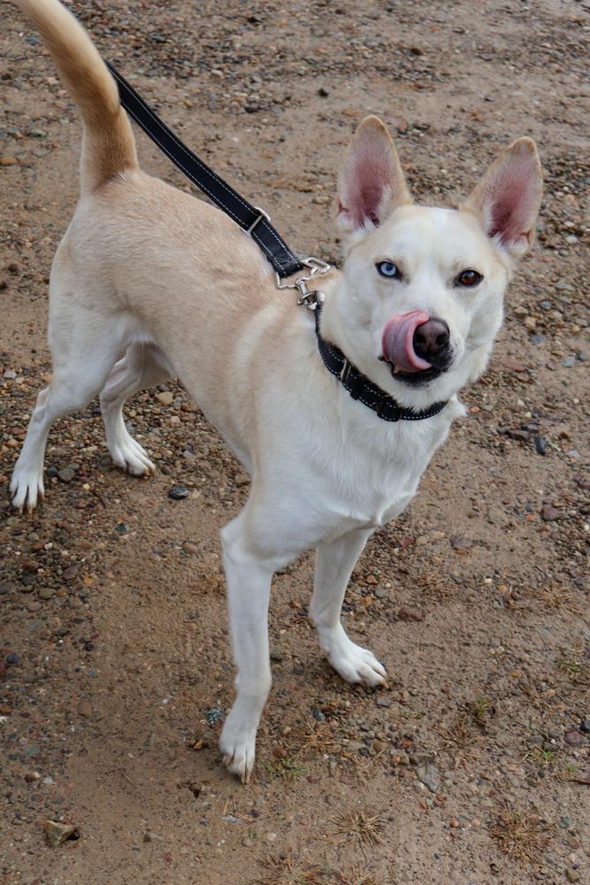 Enlarge Jarvis, a Adoptable mixed breed in Franklin, PA image 6/6