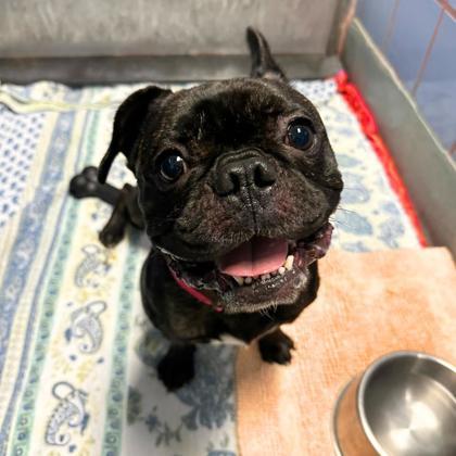 ET Phone Home, Adoptable, Adult Male French Bulldog & Mixed Breed.