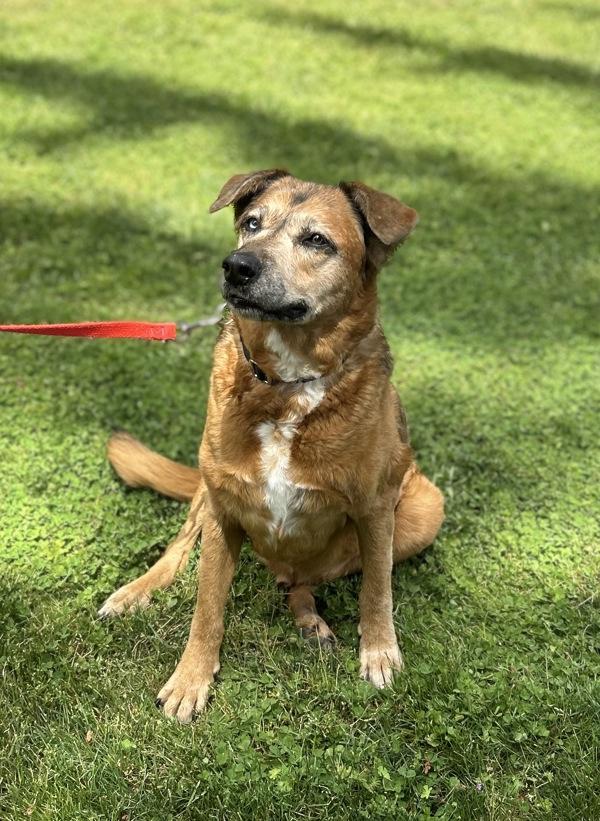 Greg, Adoptable, Senior Male Shepherd.