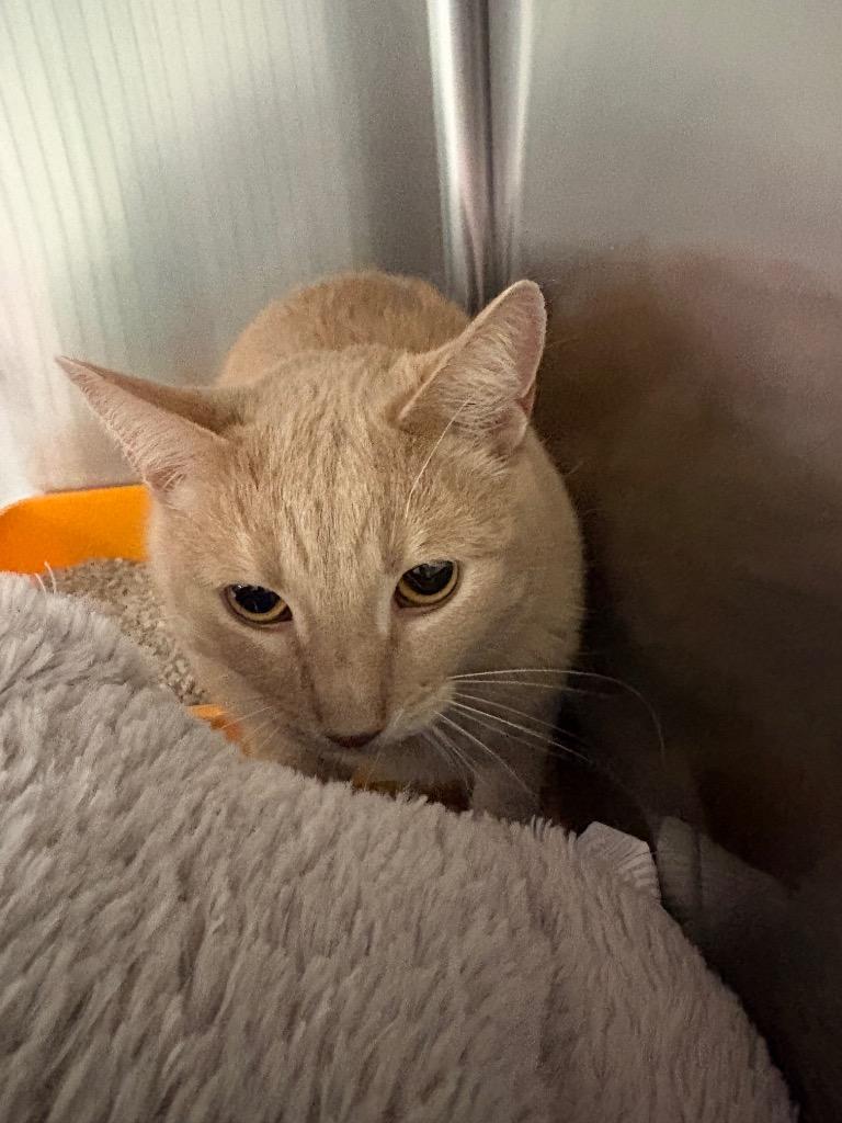 McGee (Quarter), Adoptable, Adult Male Domestic Short Hair.