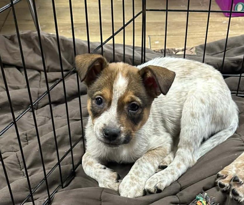 Retinta , ADOPTABLE, Puppy Female Cattle Dog.