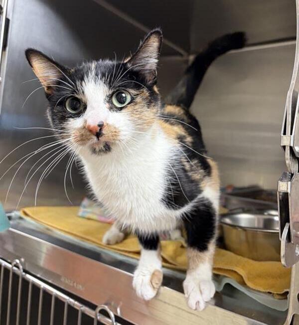 Pepper, Adoptable, Young Female Domestic Short Hair.