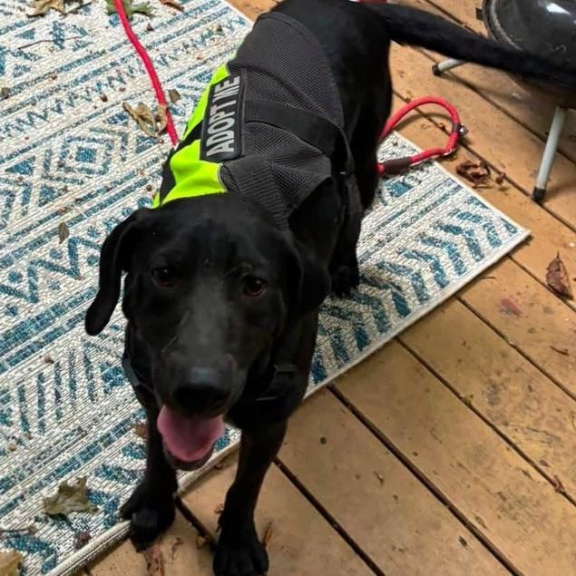 Baker, a ADOPTABLE Black Labrador Retriever in Minooka, IL image 2/2