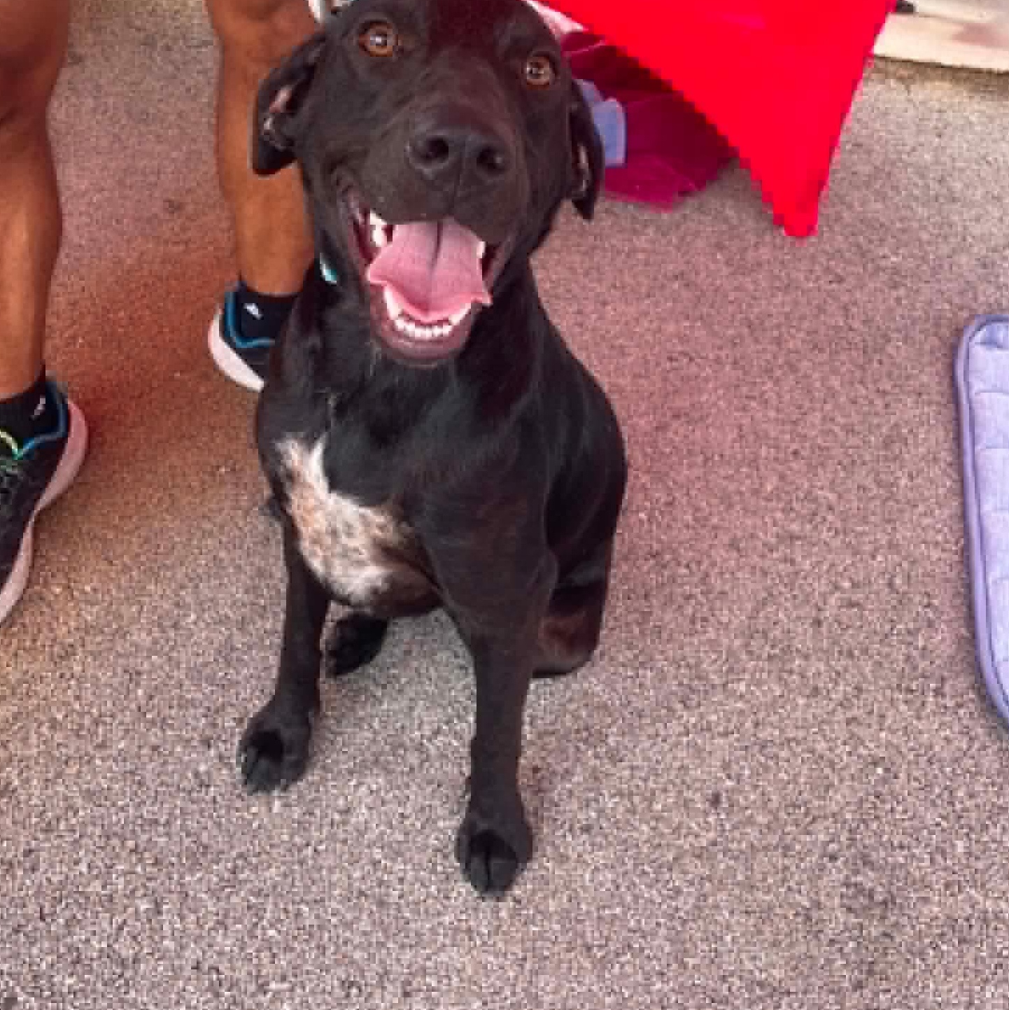 Baker, ADOPTABLE, Young Male Black Labrador Retriever.