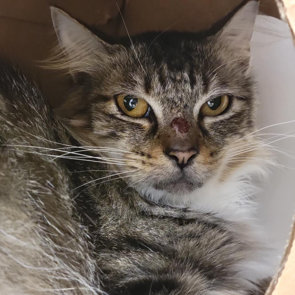 Misty, Adoptable, Adult Female Domestic Medium Hair.