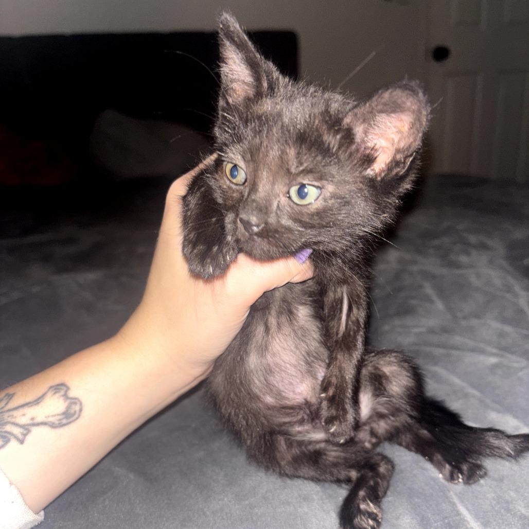Enlarge Milo, a Adoptable Domestic Short Hair in Long Beach, CA image 1/4