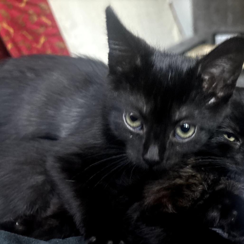 Enlarge Milo, a Adoptable Domestic Short Hair in Long Beach, CA image 2/4