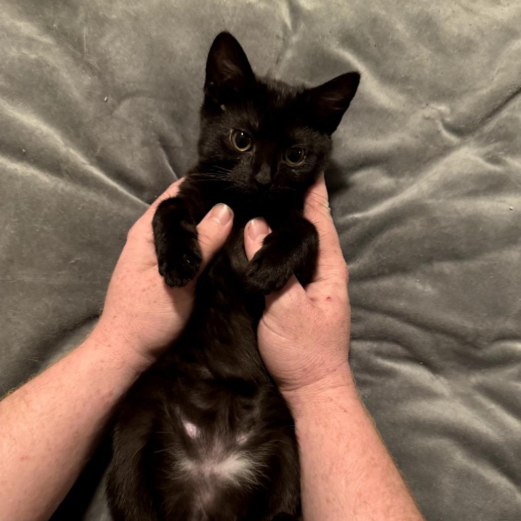 Enlarge Milo, a Adoptable Domestic Short Hair in Long Beach, CA image 3/4