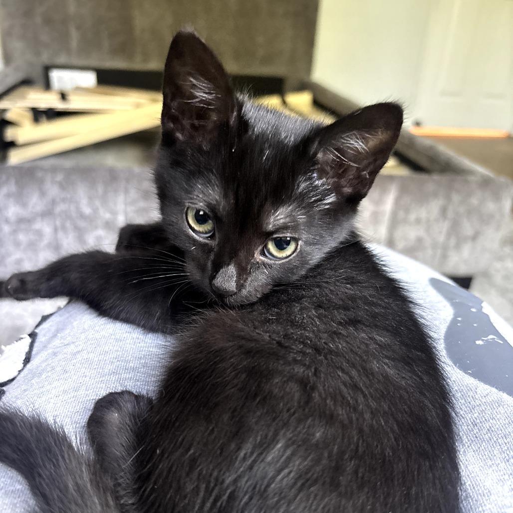 Enlarge Milo, a Adoptable Domestic Short Hair in Long Beach, CA image 4/4