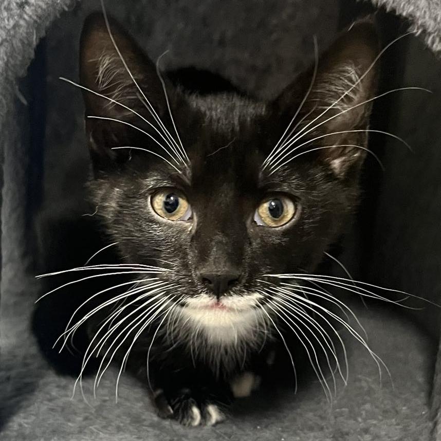 Enlarge Jasper, a Adoptable mixed breed in Harrisburg, PA image 1/6