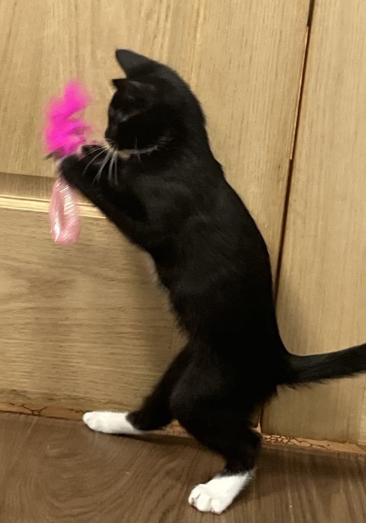 Enlarge Jasper, a Adoptable mixed breed in Harrisburg, PA image 3/6