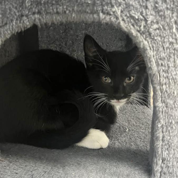 Enlarge Jasper, a Adoptable mixed breed in Harrisburg, PA image 5/6