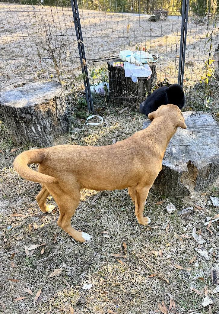 Enlarge THEO, a Adoptable mixed breed in Fosters, AL image 3/5