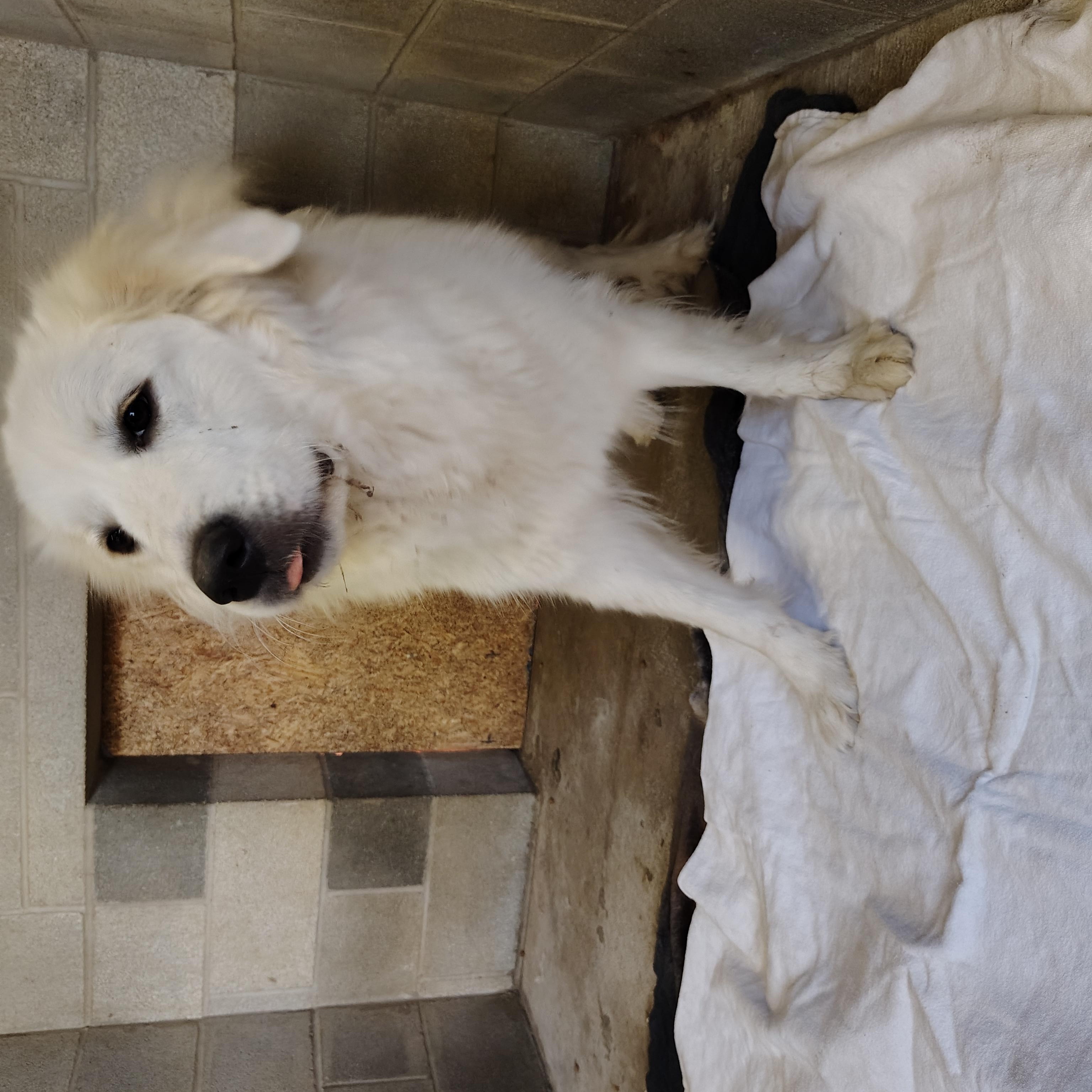 Enlarge Great Pyrenees puppies, a Adopted Great Pyrenees in Oldtown, MD image 1/6