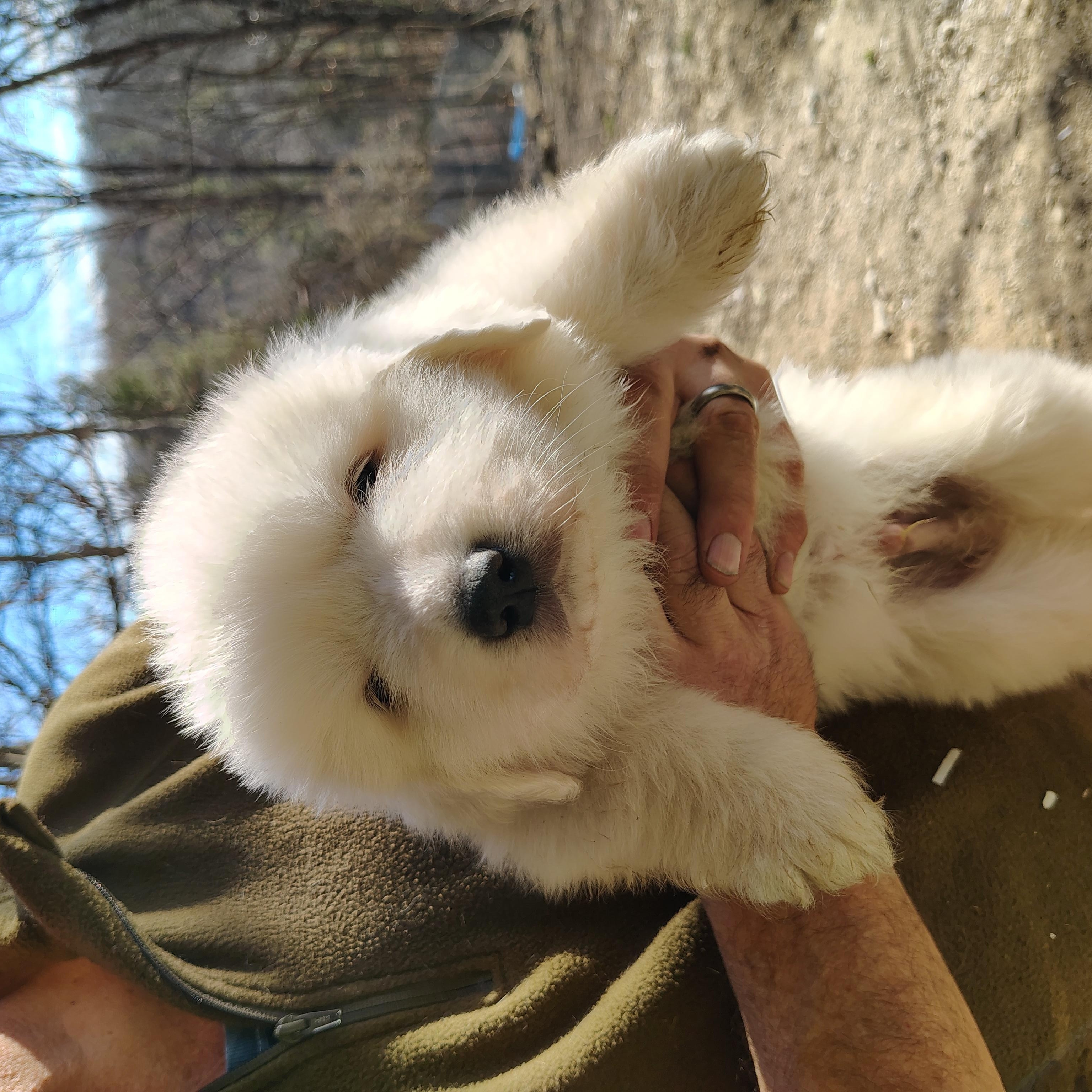 Enlarge Great Pyrenees puppies, a Adopted Great Pyrenees in Oldtown, MD image 2/6