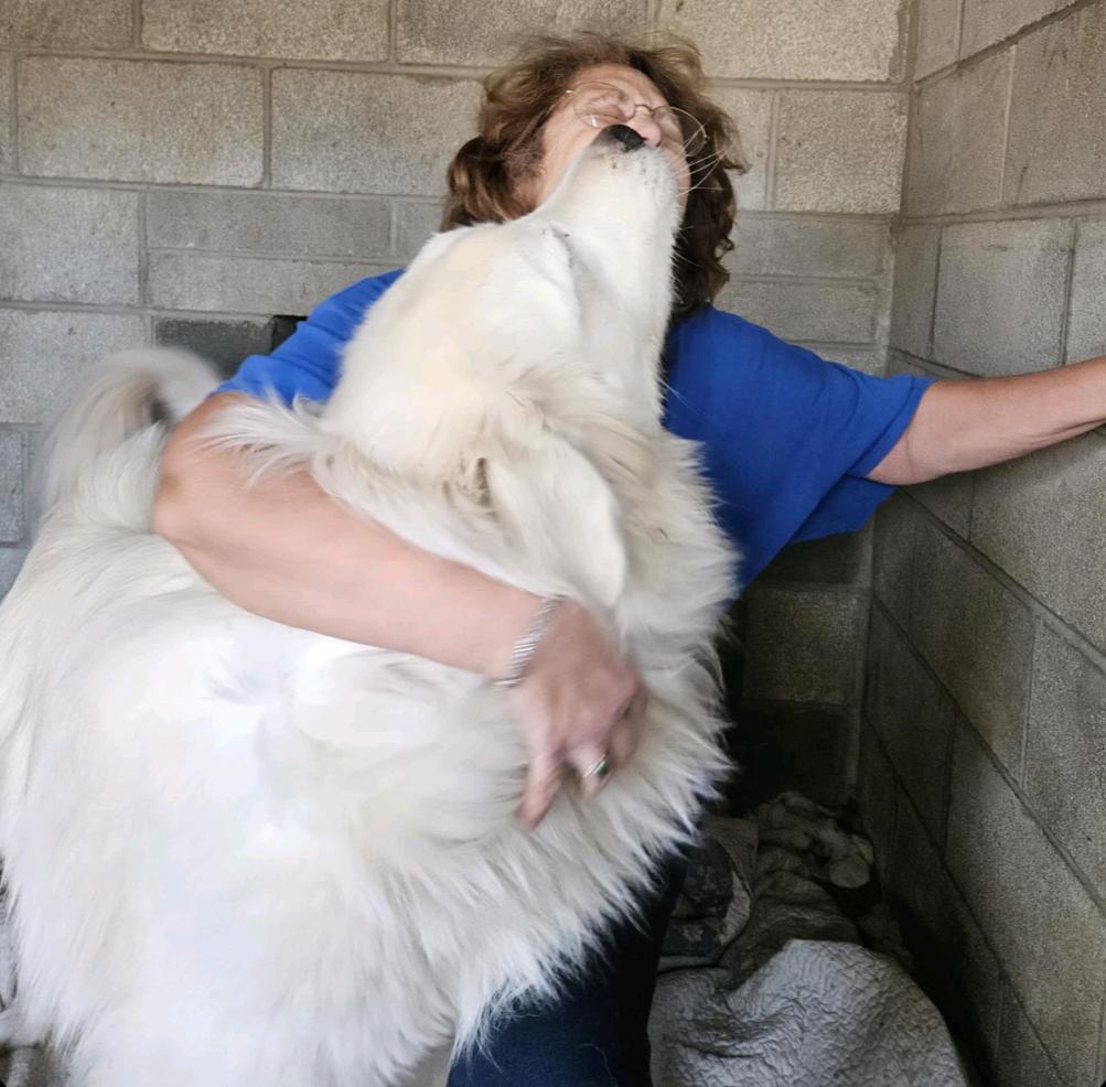 Enlarge Great Pyrenees puppies, a Adopted Great Pyrenees in Oldtown, MD image 3/6