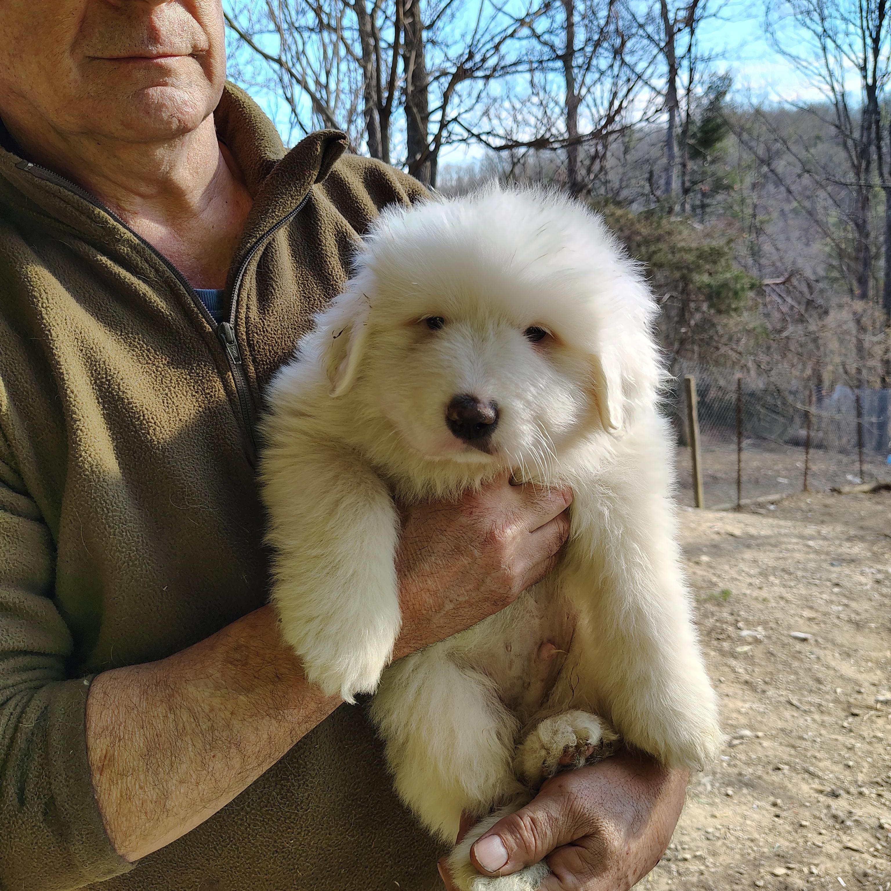 Great Pyrenees puppies, Adopted, Puppy Male Great Pyrenees.