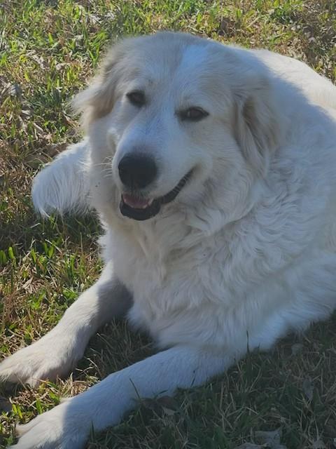 Enlarge Sia (PB), a ADOPTABLE Great Pyrenees in Schertz, TX image 1/2