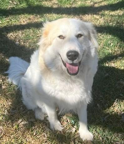 Enlarge Sia (PB), a ADOPTABLE Great Pyrenees in Schertz, TX image 2/2