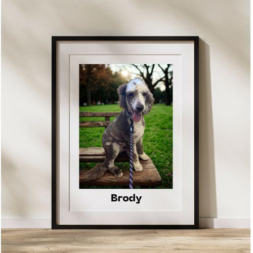 Brody, Adopted, Young Male Standard Poodle.