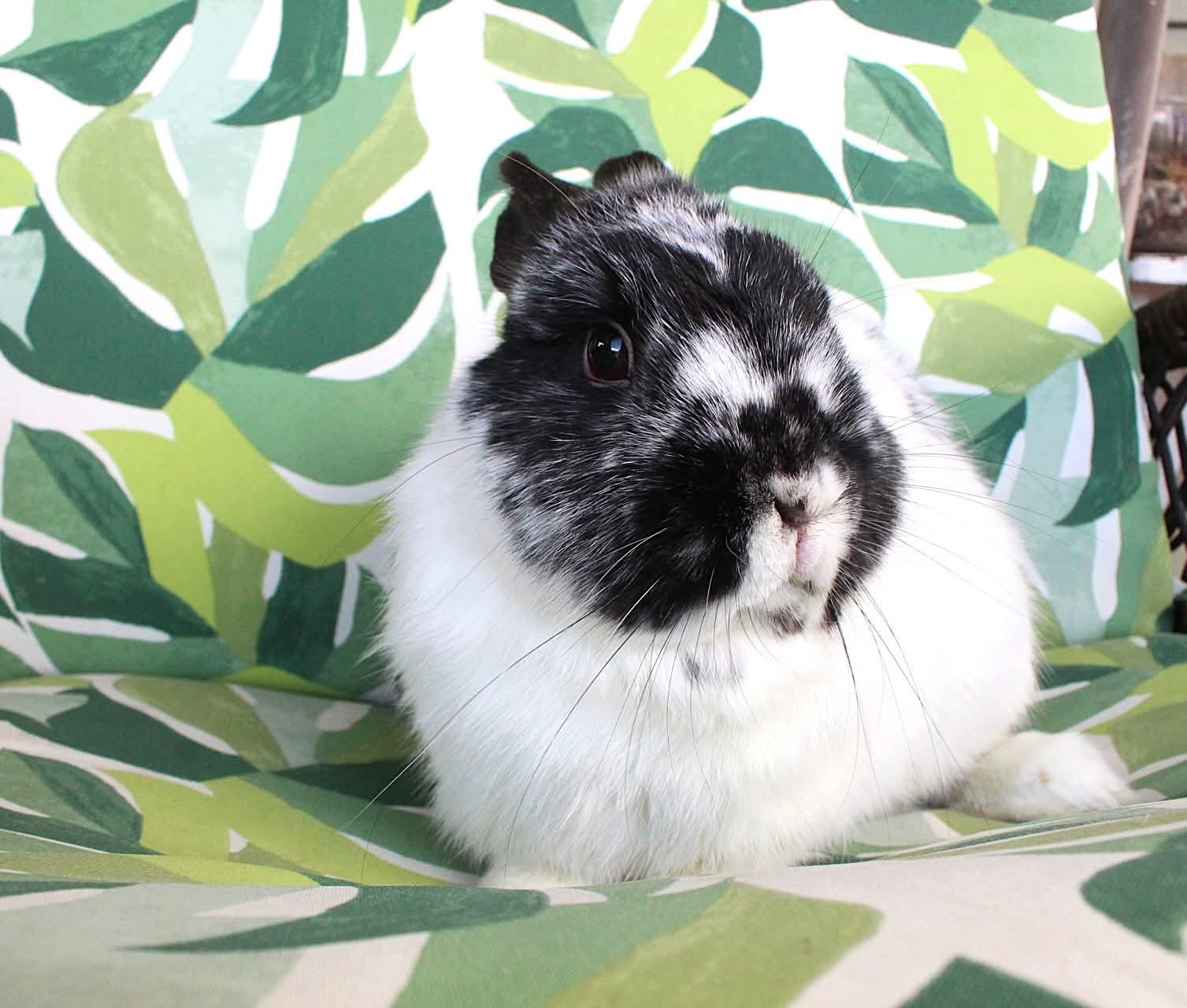 Frisco, ADOPTABLE, Adult Male Dwarf.