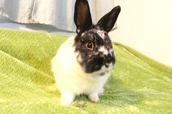 Frisco, a ADOPTABLE Dwarf in Hillside, NJ image 3/3