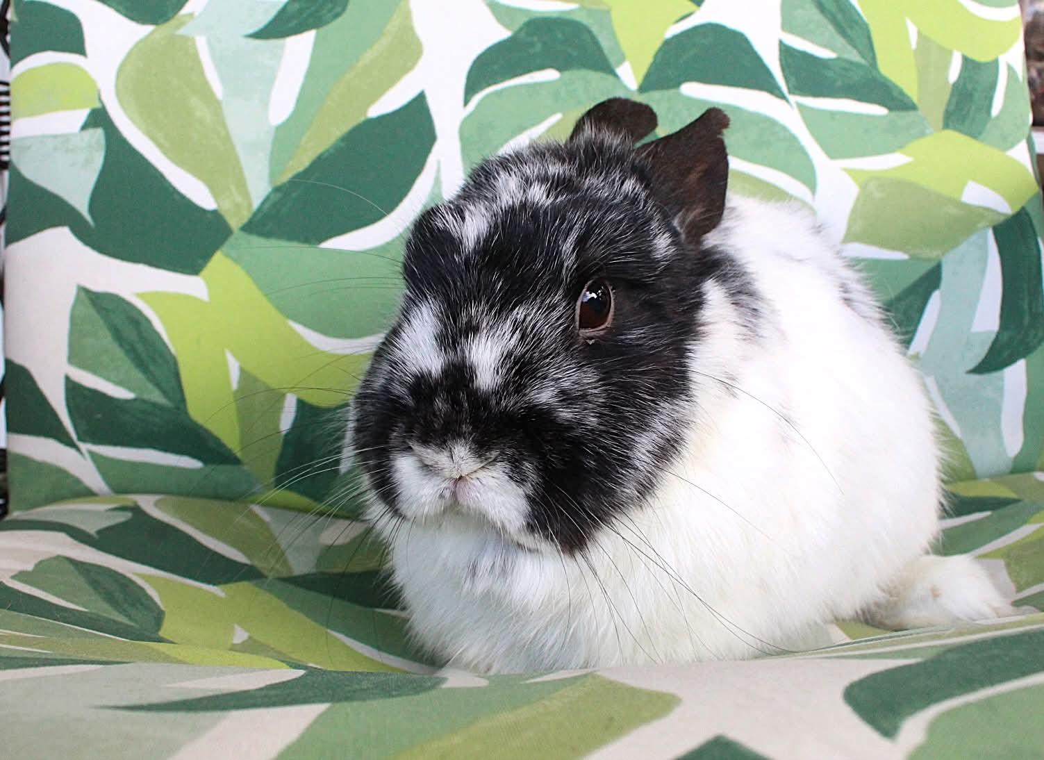 Enlarge Frisco, a ADOPTABLE Dwarf in Hillside, NJ image 2/3