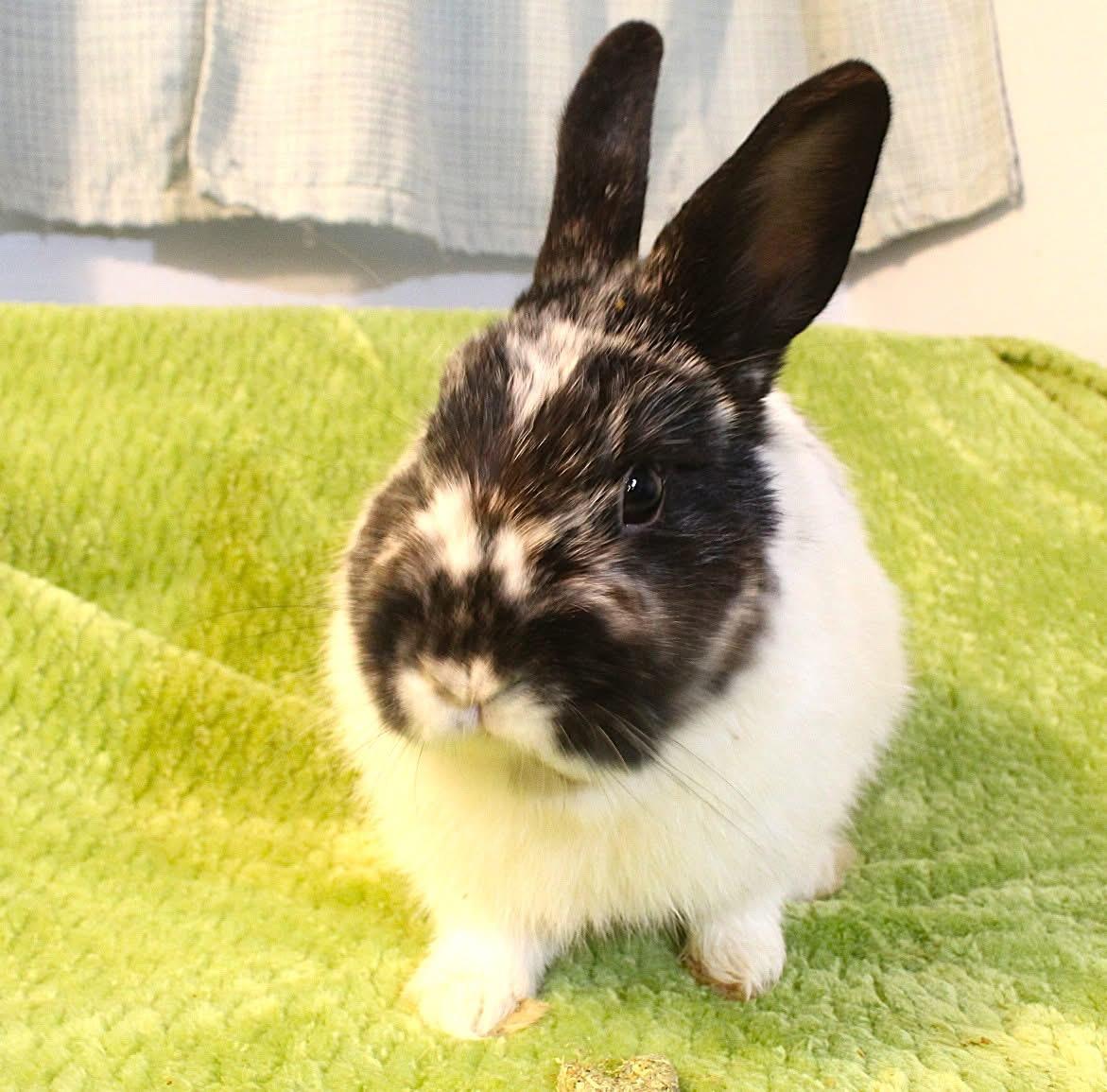 Frisco, a ADOPTABLE Dwarf in Hillside, NJ image 2/3