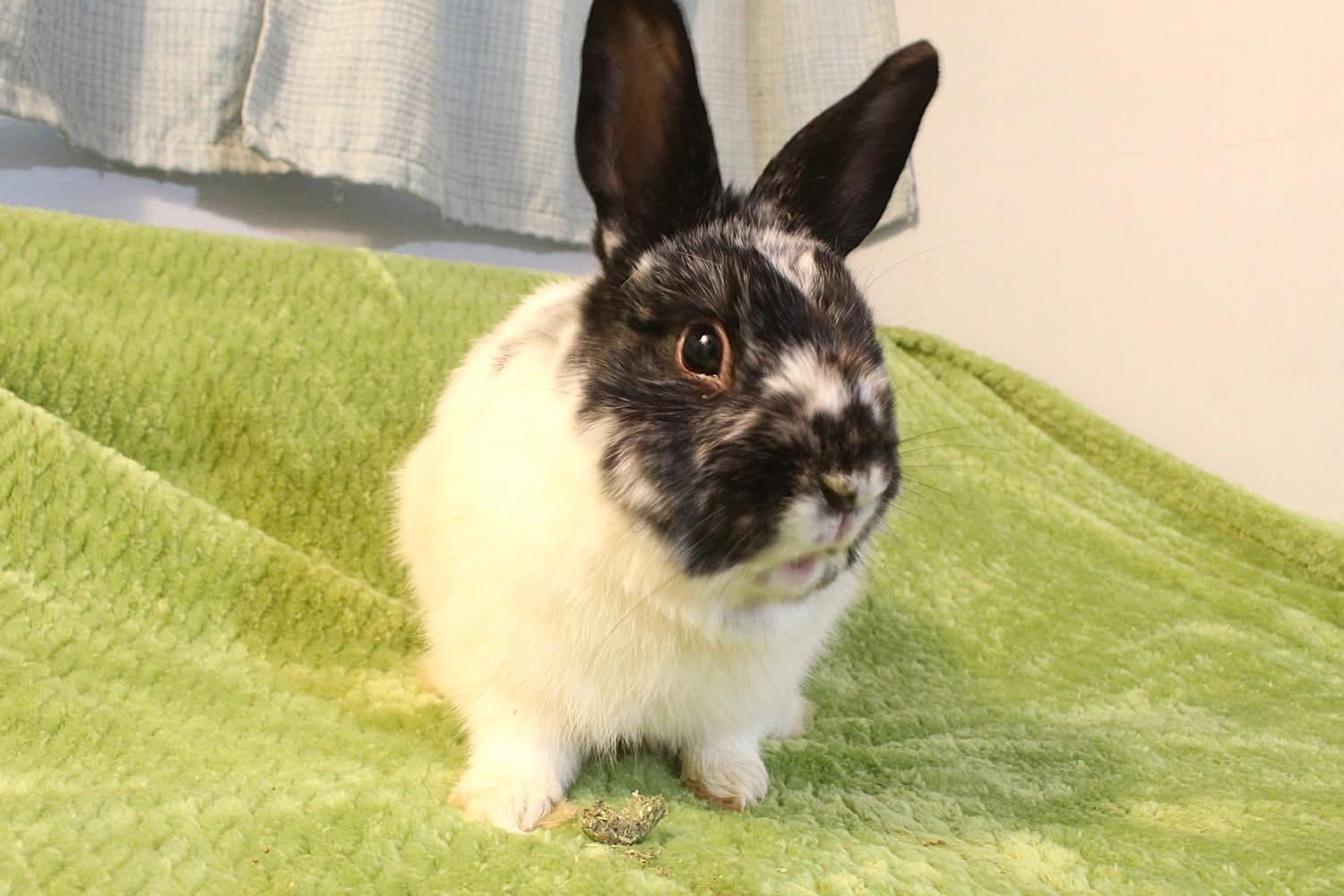 Enlarge Frisco, a ADOPTABLE Dwarf in Hillside, NJ image 3/3