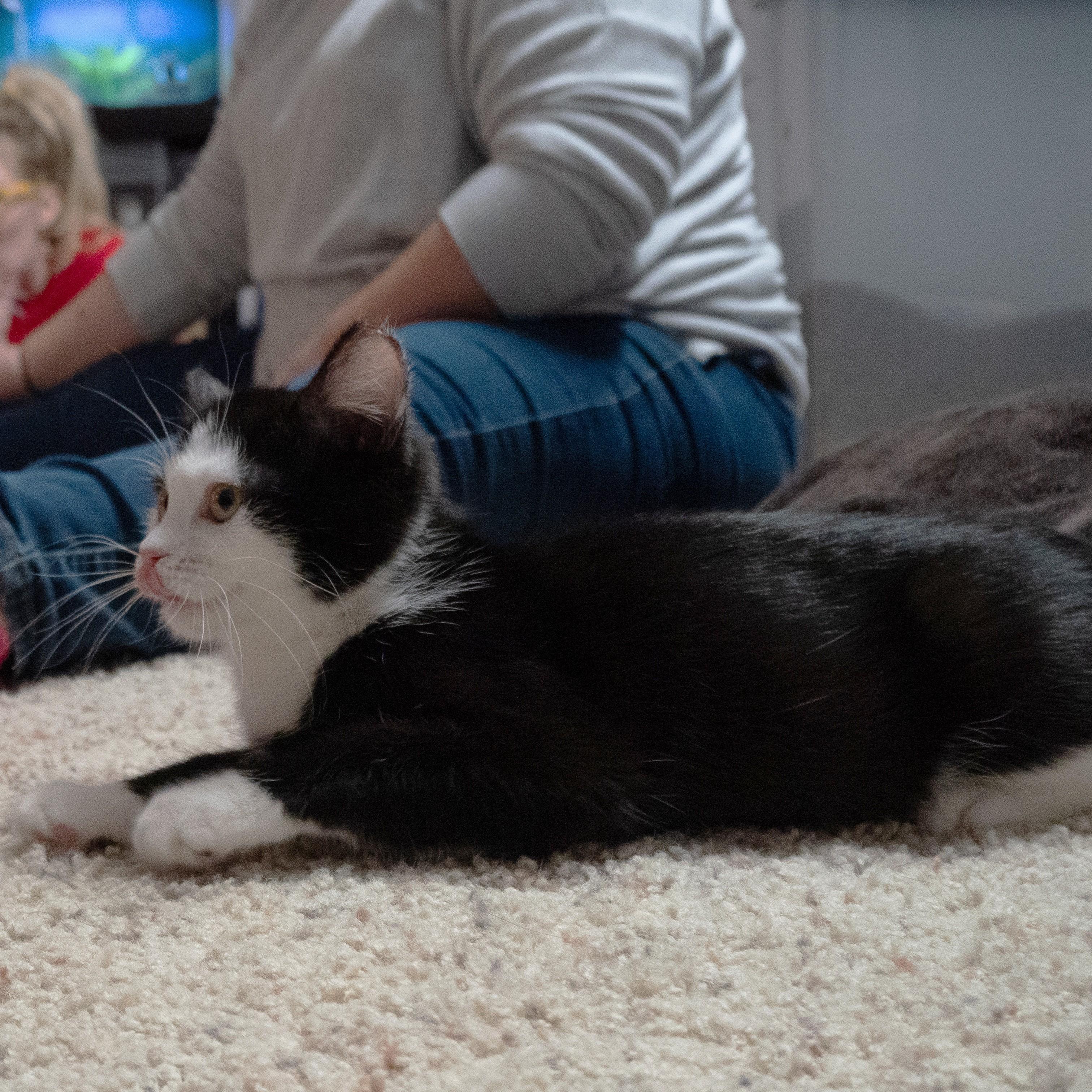 Daisy, an adopted Domestic Short Hair in Quincy, OH image 5/5