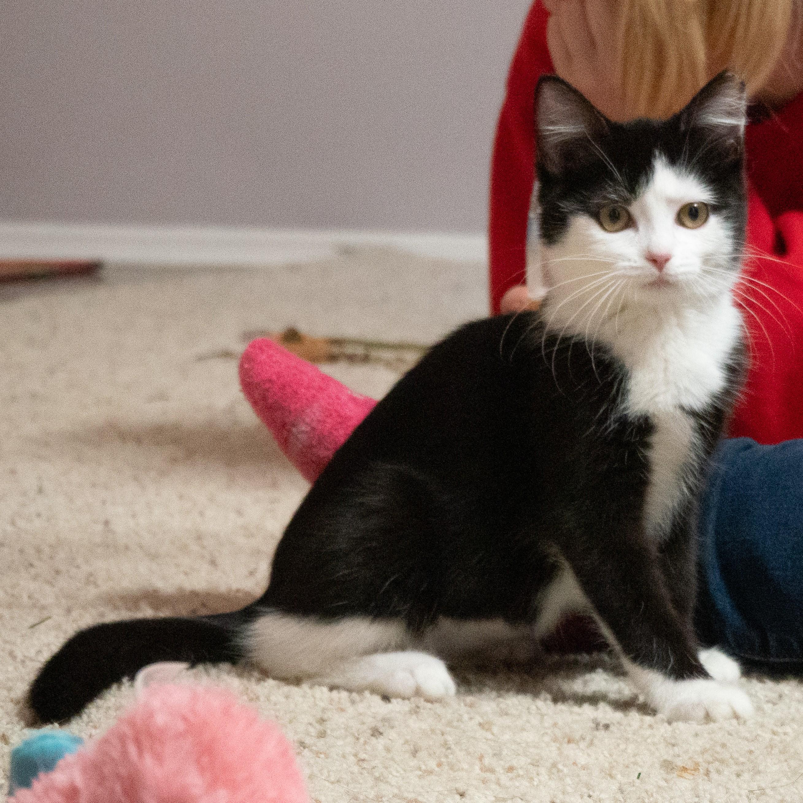 Daisy, an adopted Domestic Short Hair in Quincy, OH image 4/5