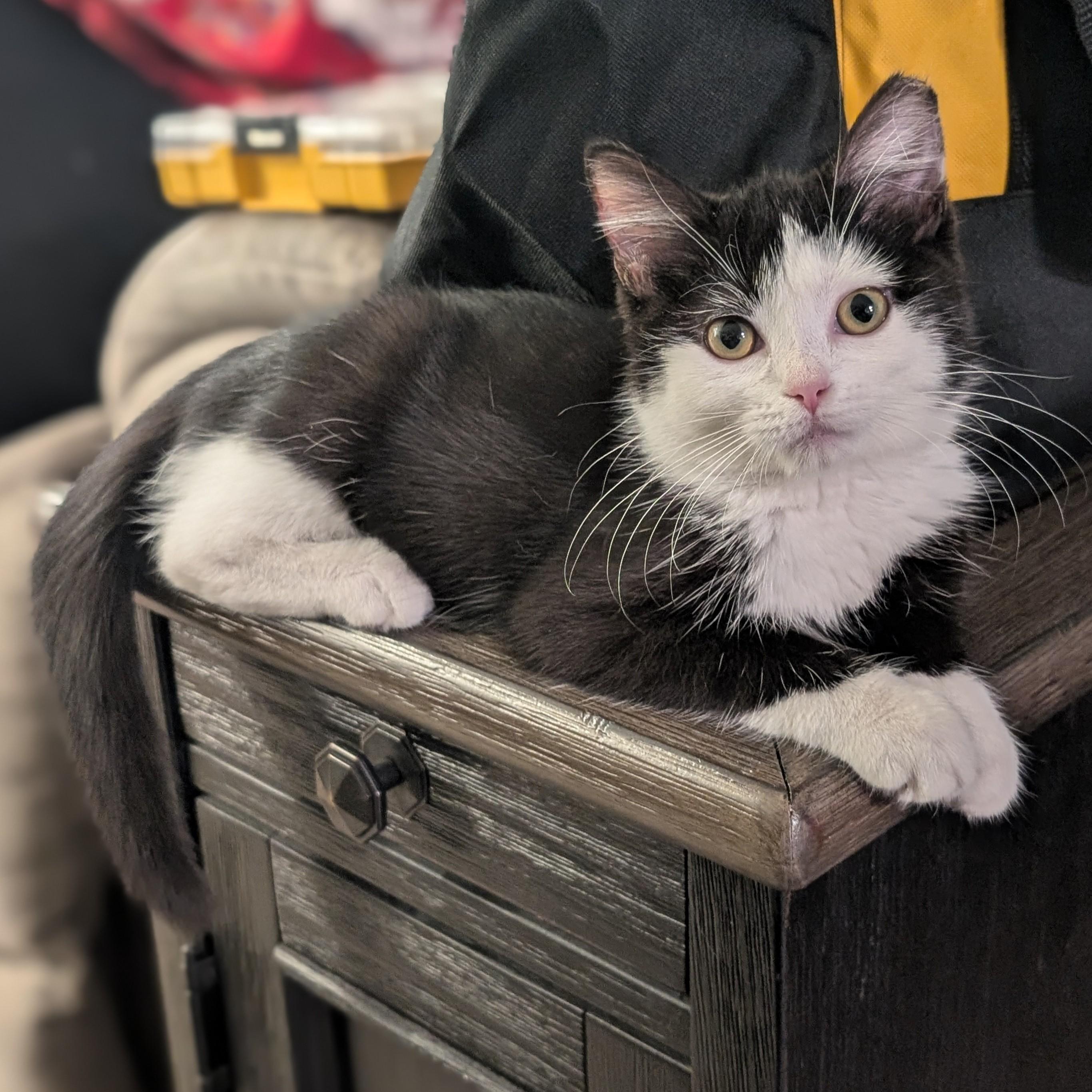 Daisy, an adopted Domestic Short Hair in Quincy, OH image 1/5