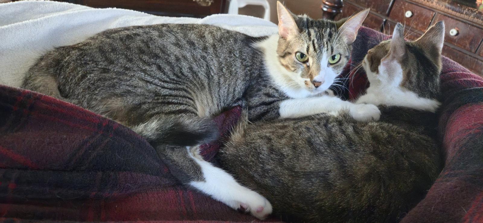 Waylon, a Adopted Domestic Short Hair in Dublin, OH image 1/3