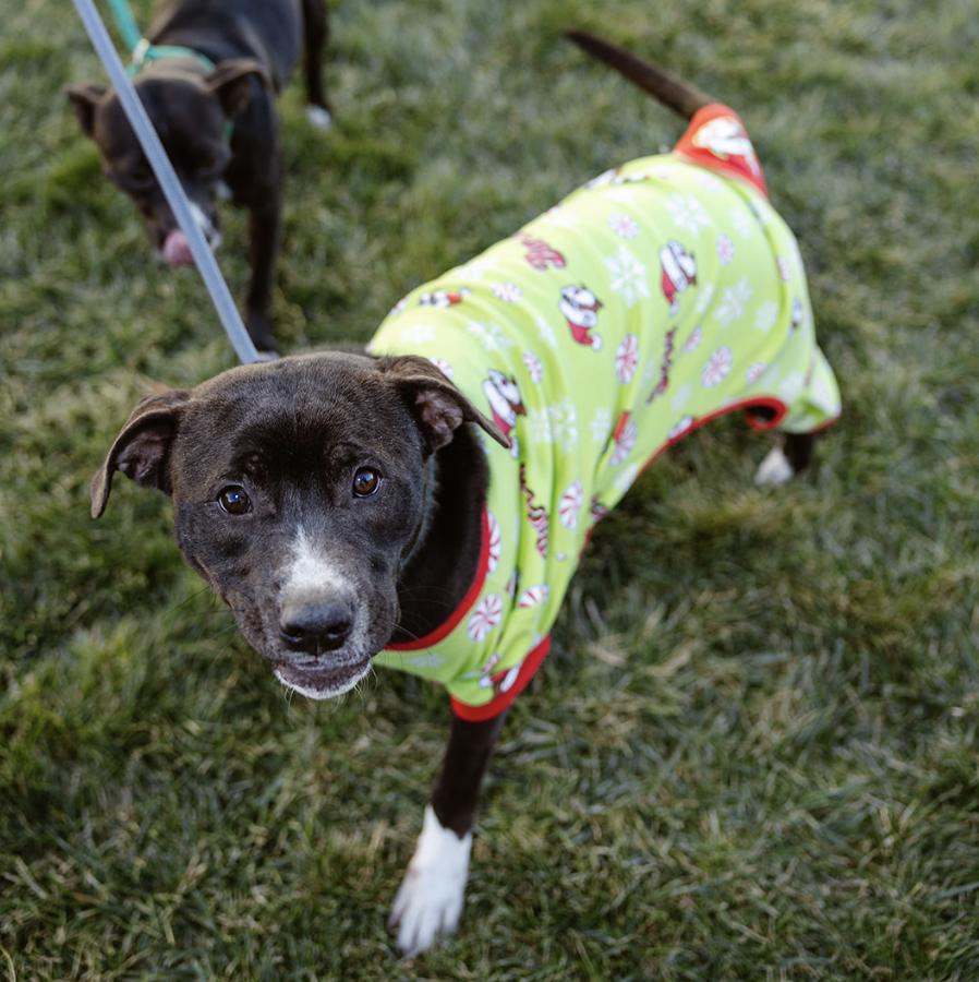 French Fry, a Adoptable mixed breed in Clovis, NM image 2/5